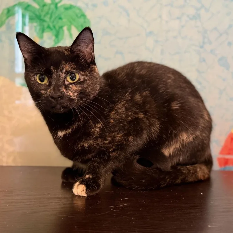 Wildflower thumbnail 2