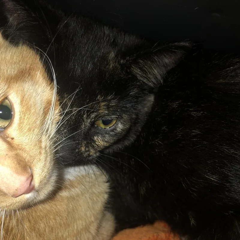 Wildflower thumbnail 3