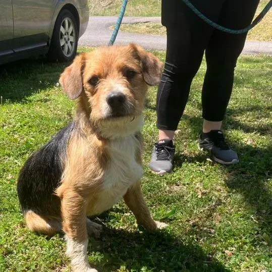 An adult medium-sized male Brown / Chocolate Schnauzer dog named Loki for adoption in Alexandria, VA