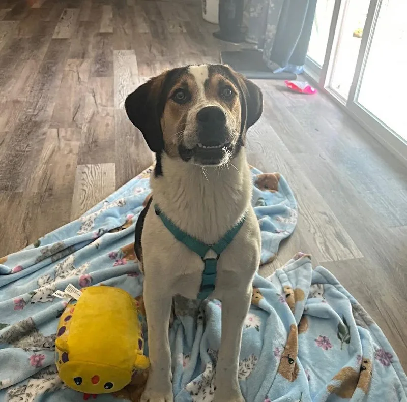 A baby medium-sized male Hound dog named Colby for adoption in Ashville, OH