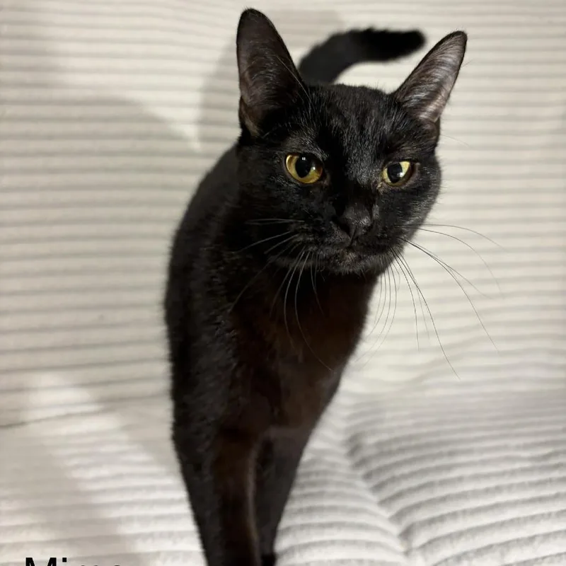 A young medium-sized female Black Domestic Short Hair cat named Mimsy for adoption in Normal, IL