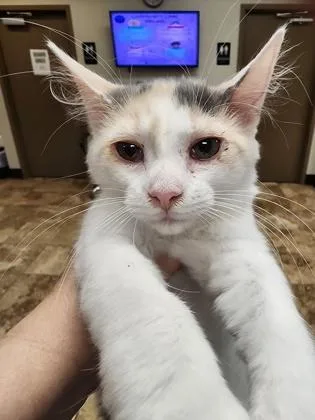 A baby small-sized female Domestic Medium Hair cat named Elsie $ @ Petsmart for adoption in Seneca, SC