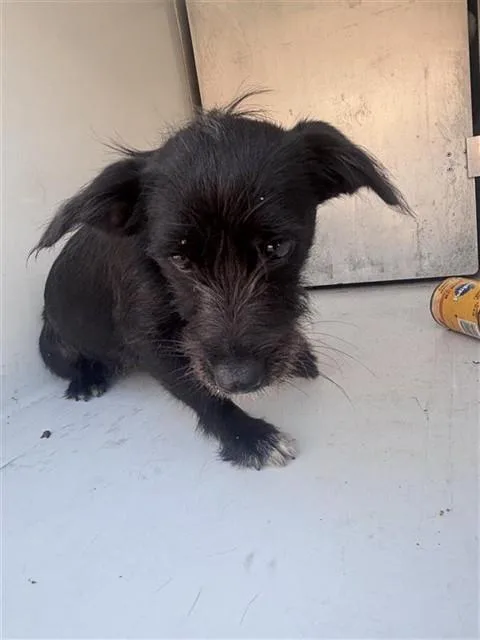 An adult small-sized female Scottish Terrier dog named A for adoption in Houston, TX