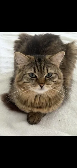 A young large-sized male Brown / Chocolate Ragdoll cat named Beau for adoption in Lehigh Acres, FL