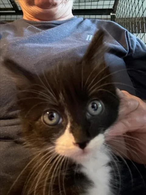 A baby medium-sized female Black & White / Tuxedo Domestic Short Hair cat named Flash for adoption in Woodland, CA