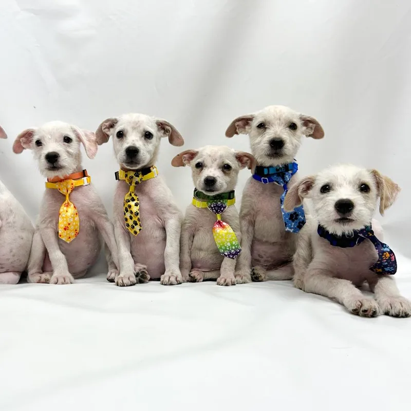 A baby small-sized male Terrier dog named Morty for adoption in Parker, CO
