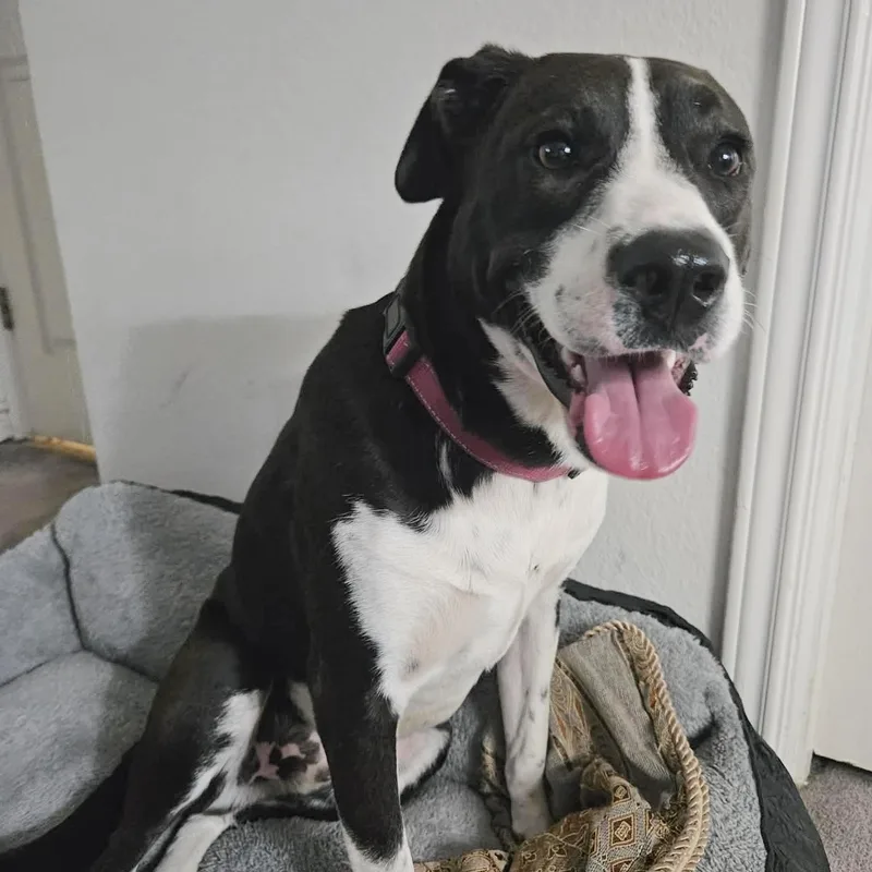 An adult medium-sized male Bicolor Retriever dog named Juan Carlos for adoption in Corpus Christi, TX