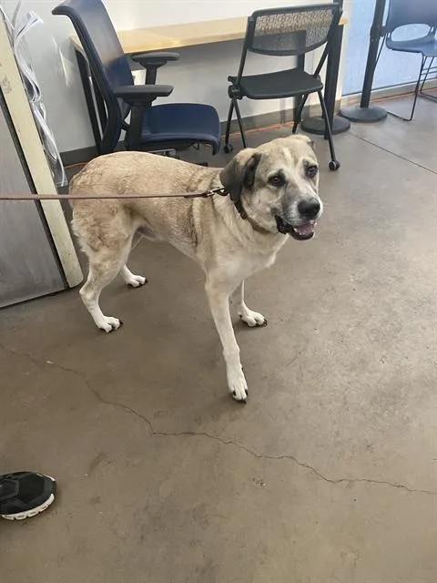 An adult large-sized male Mixed Breed dog named Max for adoption in Dallas, TX