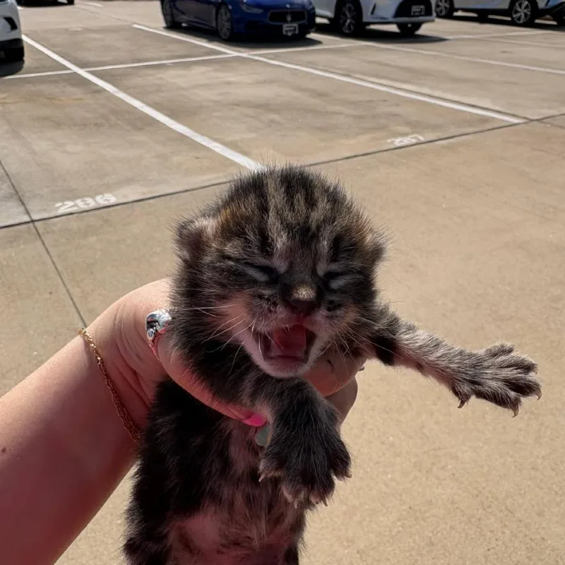 A baby small-sized male Brown / Chocolate Domestic Short Hair cat named Bullet for adoption in League City, TX