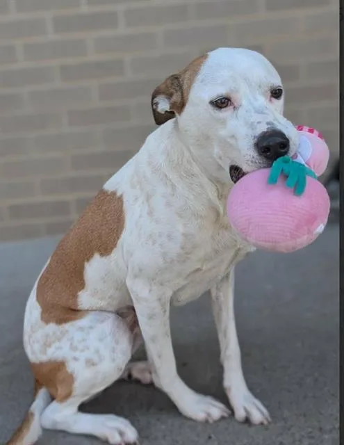 An adult large-sized female Mixed Breed dog named Remi for adoption in Dallas, TX