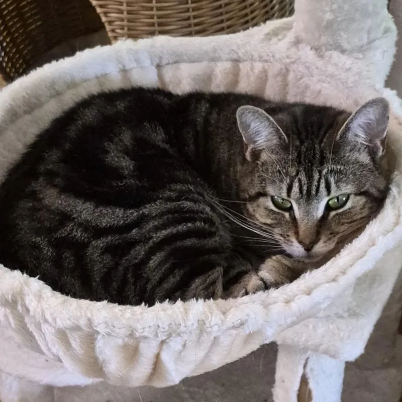 A young medium-sized female Torbie Domestic Short Hair cat named Pelham B.  Pretty for adoption in New York, NY