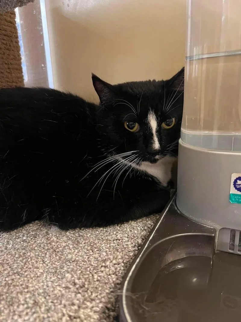 A young medium-sized male Domestic Short Hair cat named Rockstar for adoption in Camden, SC