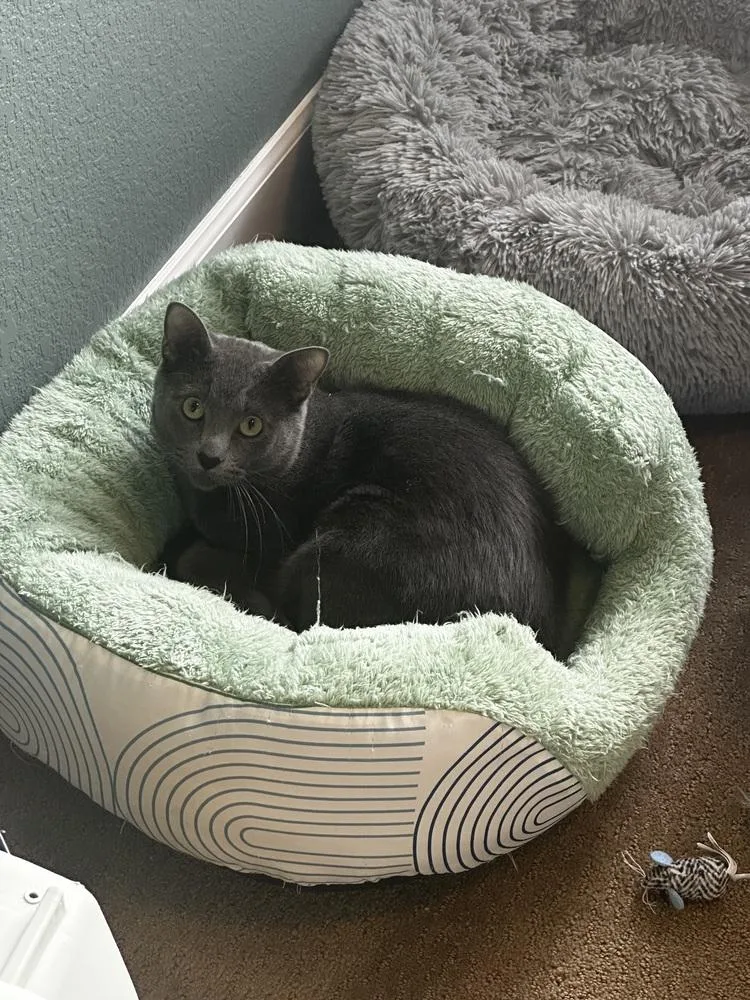 A young small-sized male Domestic Short Hair cat named Maxwell for adoption in Broomfield, CO