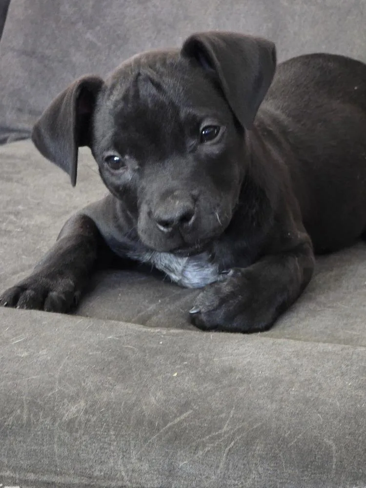 A baby medium-sized female Black Labrador Retriever dog named Dolly for adoption in Plymouth, MI