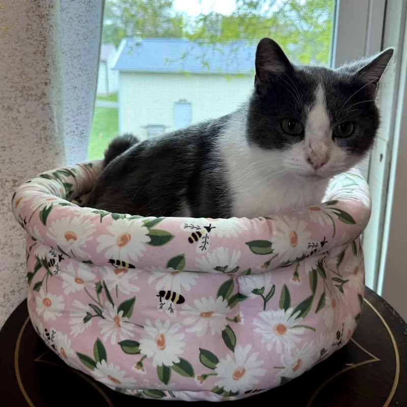 A young small-sized male Gray / Blue / Silver Domestic Short Hair cat named Waylon for adoption in Granville, OH
