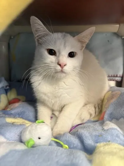 An adult small-sized male Domestic Short Hair cat named Bones for adoption in Scotia, NY