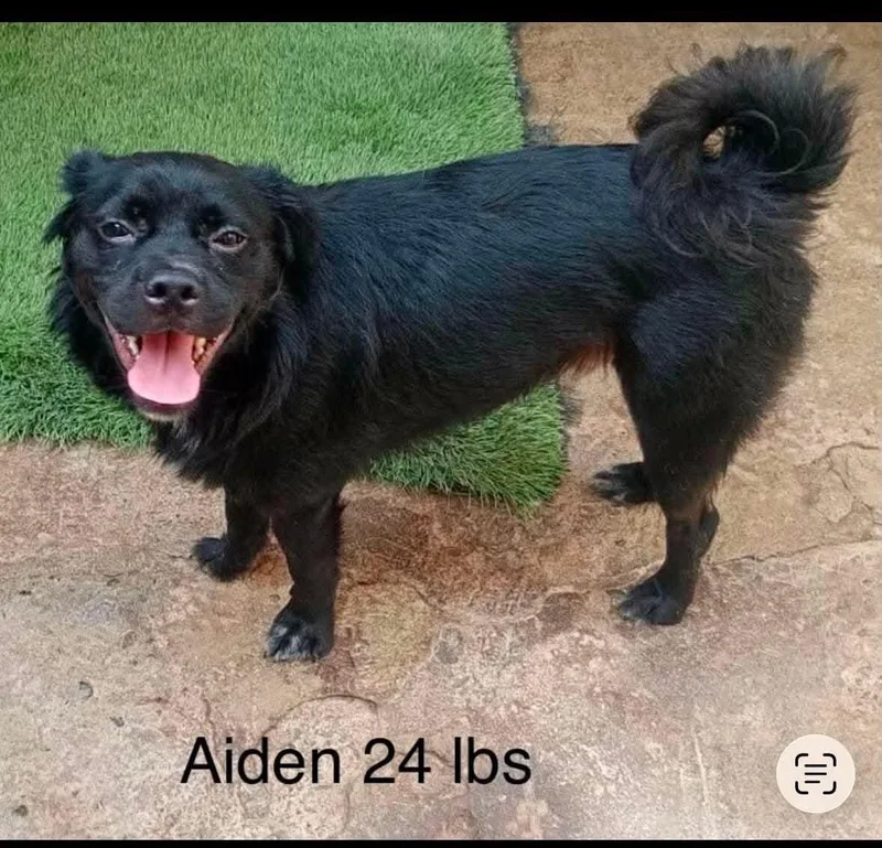 A young small-sized male Retriever dog named Aiden for adoption in Windsor, CO