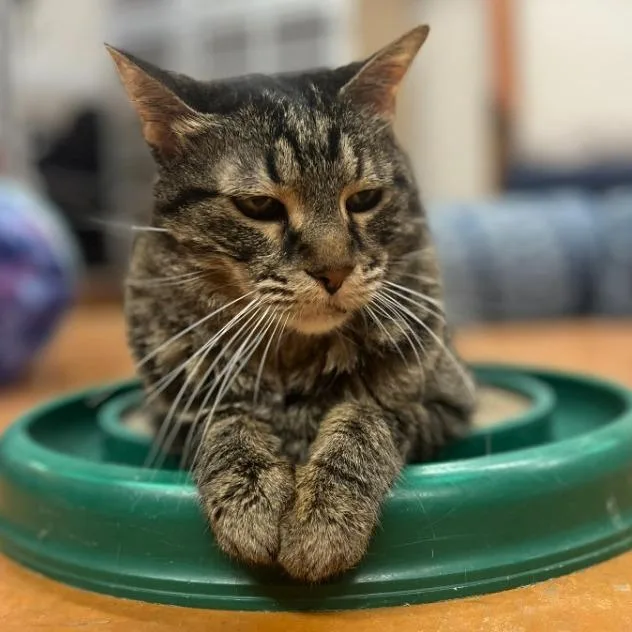 A senior small-sized male Gray / Blue / Silver Domestic Short Hair cat named Petey for adoption in Colorado Springs, CO