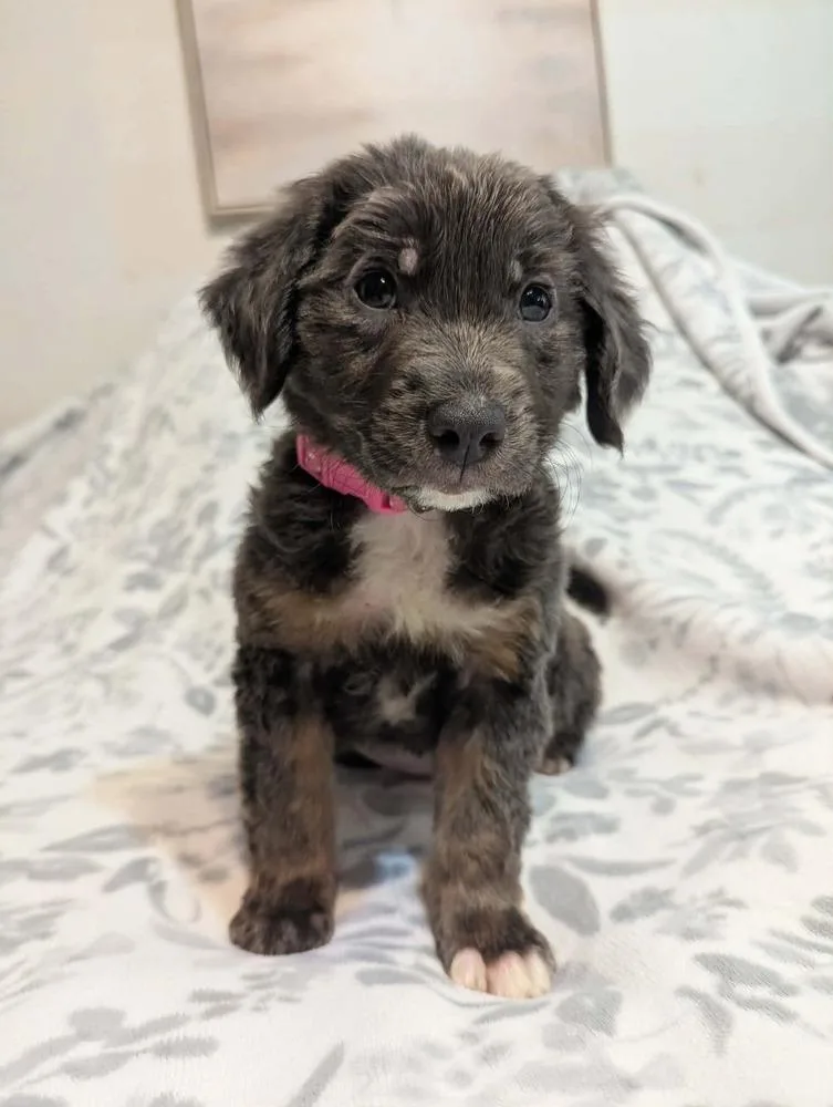 A baby small-sized female Tricolor (Brown, Black, & White) Australian Shepherd dog named Abigail Adams for adoption in WARNER ROBINS, GA