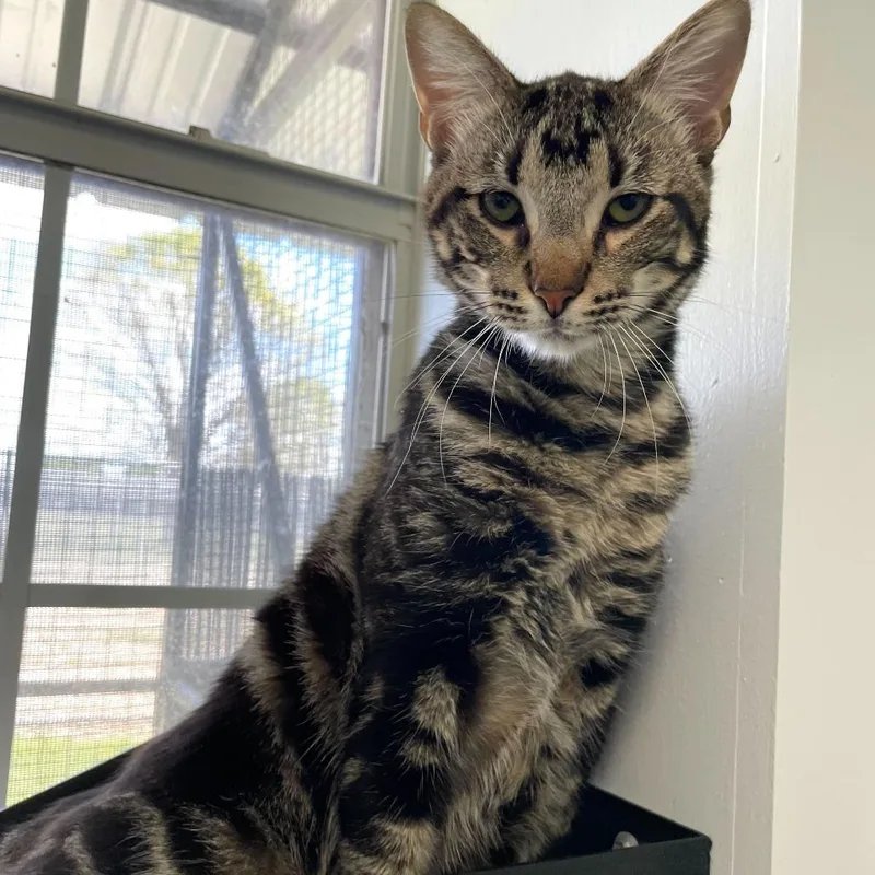 Robo Caller thumbnail 2