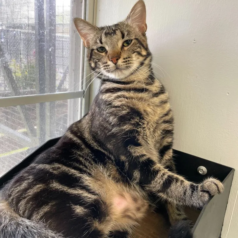 Robo Caller thumbnail 3