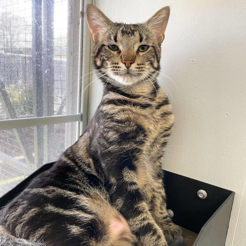 Robo Caller thumbnail 4