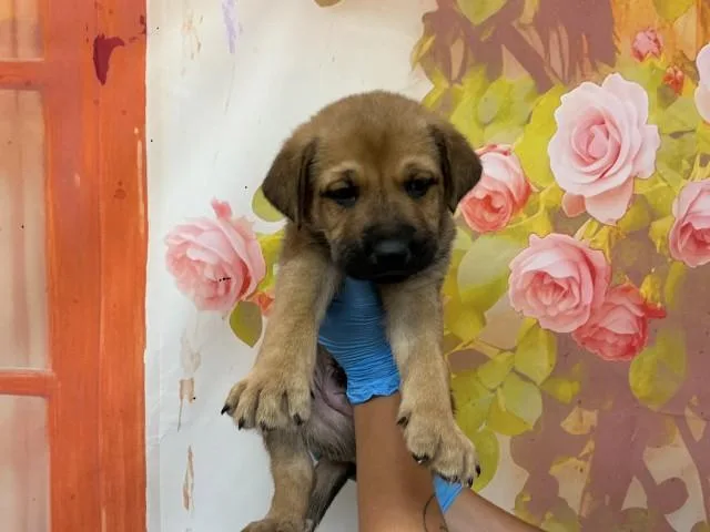 Max