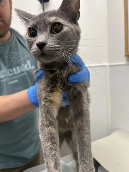 An adult medium-sized female Domestic Short Hair cat named Bonneville for adoption in Silverdale, WA