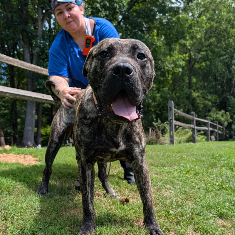 A young large-sized male Brindle Pit Bull Terrier dog named Ghee for adoption in Reisterstown, MD