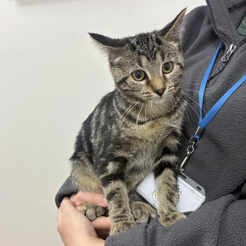 A young small-sized female Brown / Chocolate Domestic Short Hair cat named Betty for adoption in Saint Louis, MO