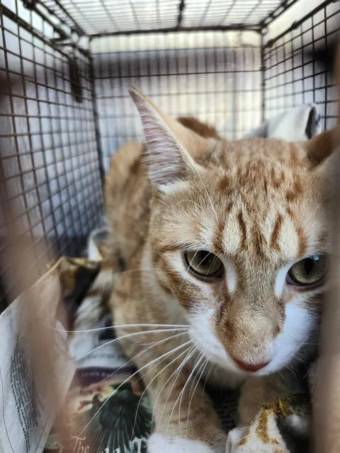 An adult small-sized male Domestic Short Hair cat named Karl for adoption in San Antonio, TX
