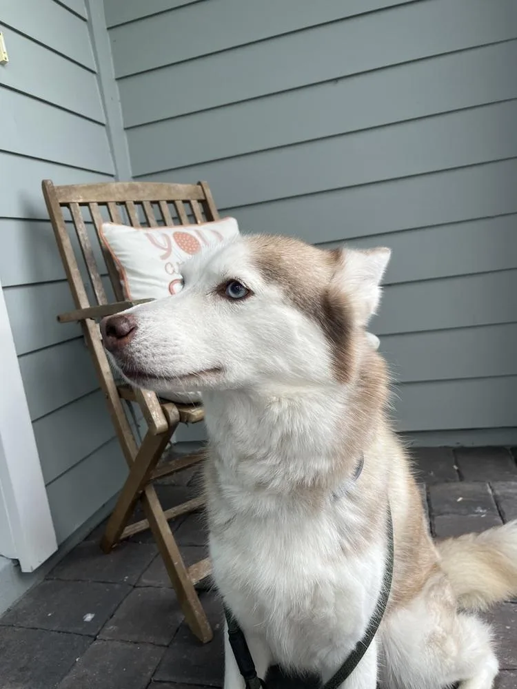 An adult medium-sized female Siberian Husky dog named Nova for adoption in Orlando, FL