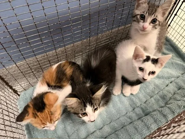 A baby small-sized male Domestic Short Hair cat named Ferb for adoption in Tustin, CA