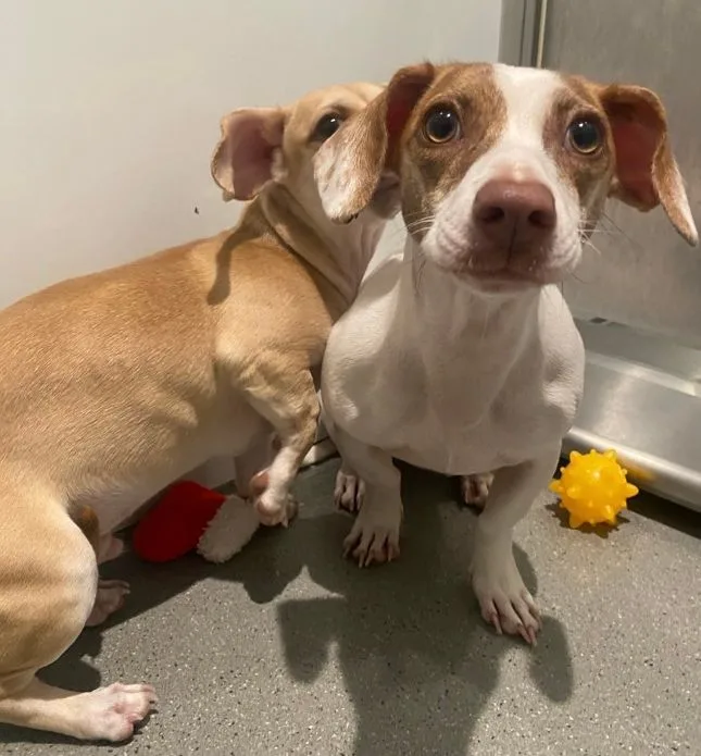 A young small-sized female Dachshund dog named Frick for adoption in San Jose, CA