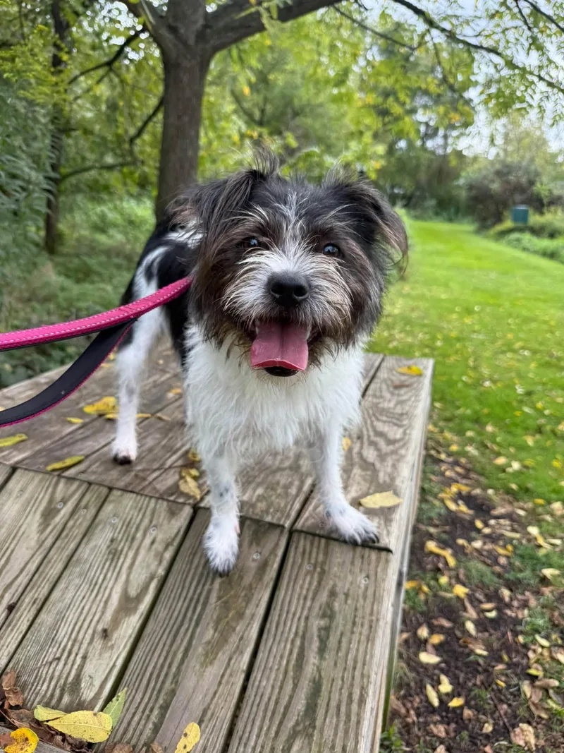 A young small-sized male Terrier dog named Philly for adoption in Breinigsville, PA