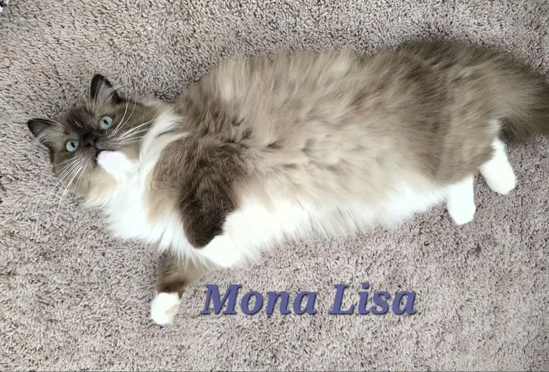 Mona Lisa & Tic thumbnail 3