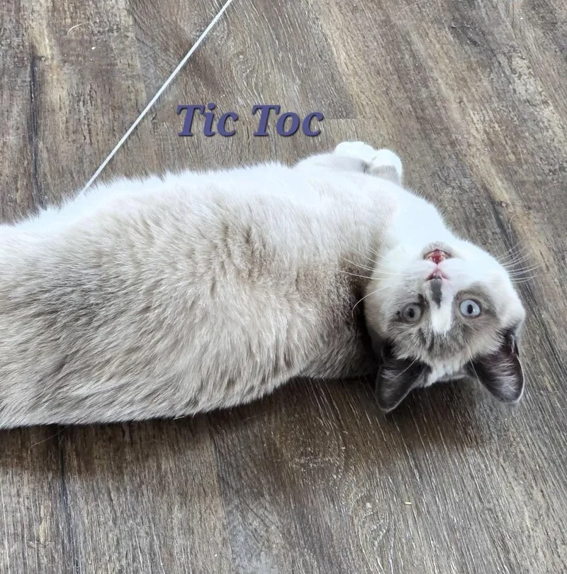 Mona Lisa & Tic thumbnail 4