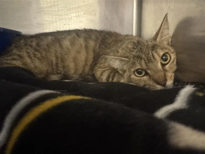 A baby medium-sized female Domestic Short Hair cat named Marsha for adoption in New Kensington, PA