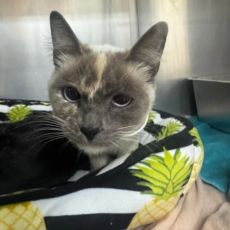 An adult medium-sized female Cream / Ivory Siamese cat named Love for adoption in Buellton, CA