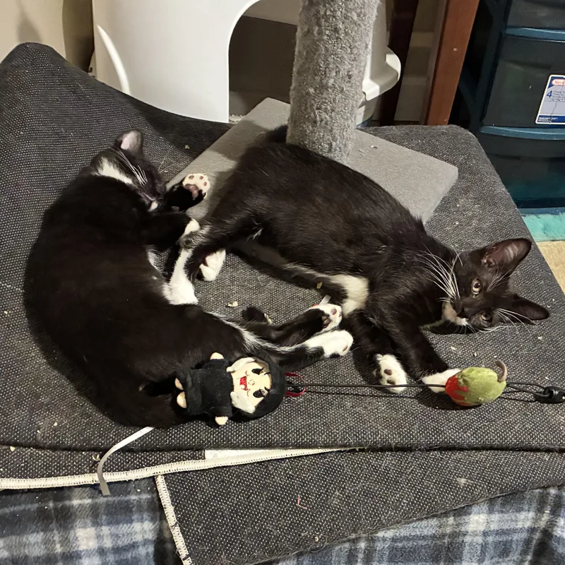 A baby small-sized female Black & White / Tuxedo Domestic Short Hair cat named Ginny for adoption in Lindenhurst, NY