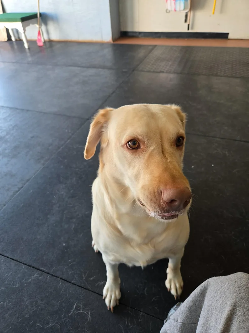 An adult large-sized female Yellow / Tan / Blond / Fawn Labrador Retriever dog named Addie for adoption in Warrington, PA