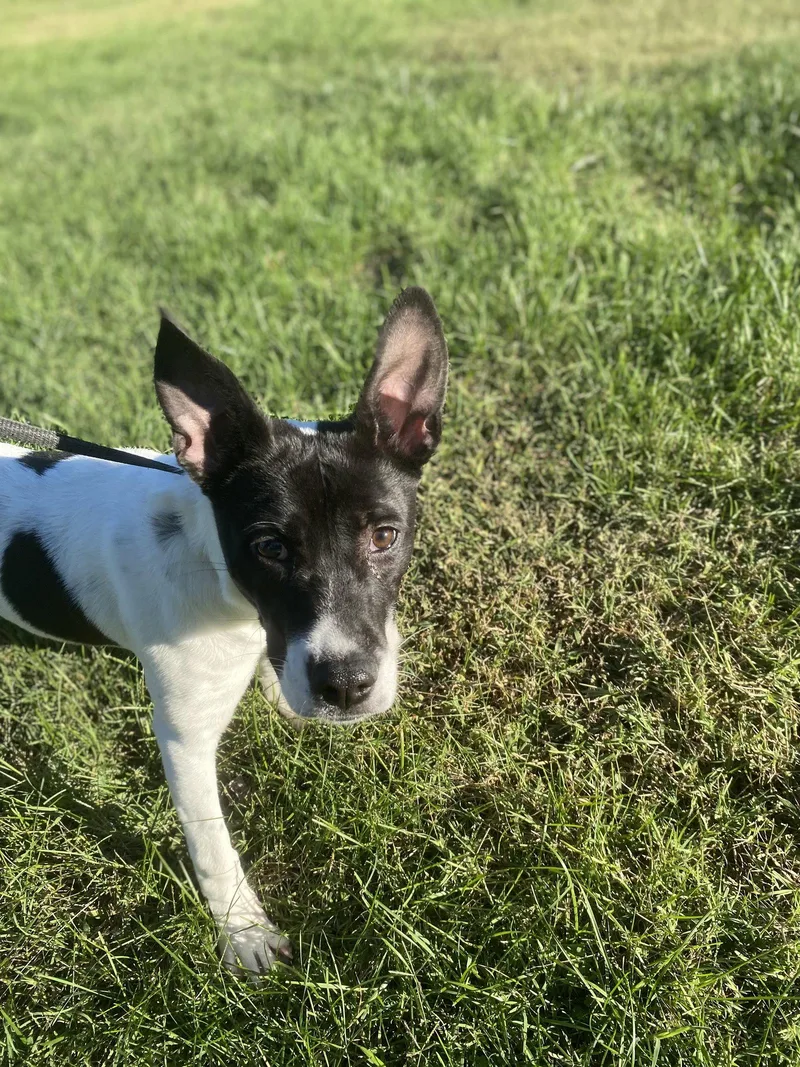 A young medium-sized female Terrier dog named SnoCone for adoption in Raleigh, NC