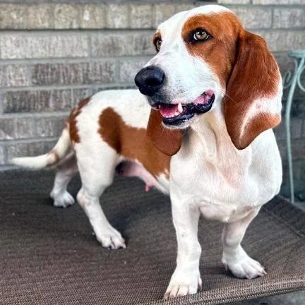 A young medium-sized female Basset Hound dog named Luna Too for adoption in Mays Landing, NJ