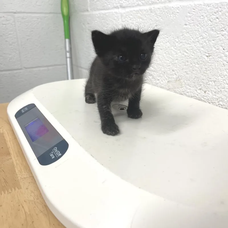 A baby small-sized female Black American Shorthair cat named Oinky O for adoption in Leander, TX