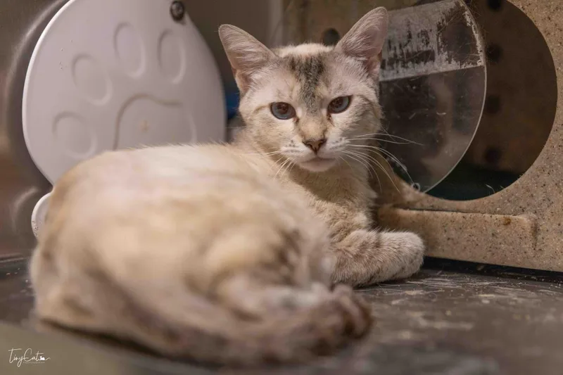 A young medium-sized female Domestic Short Hair cat named Safflower for adoption in Lincoln, CA