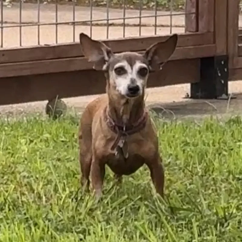 A senior small-sized female Brown / Chocolate Dachshund dog named Amy for adoption in Beaumont, TX