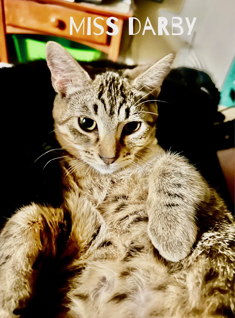 Darby And Jakuta thumbnail 3