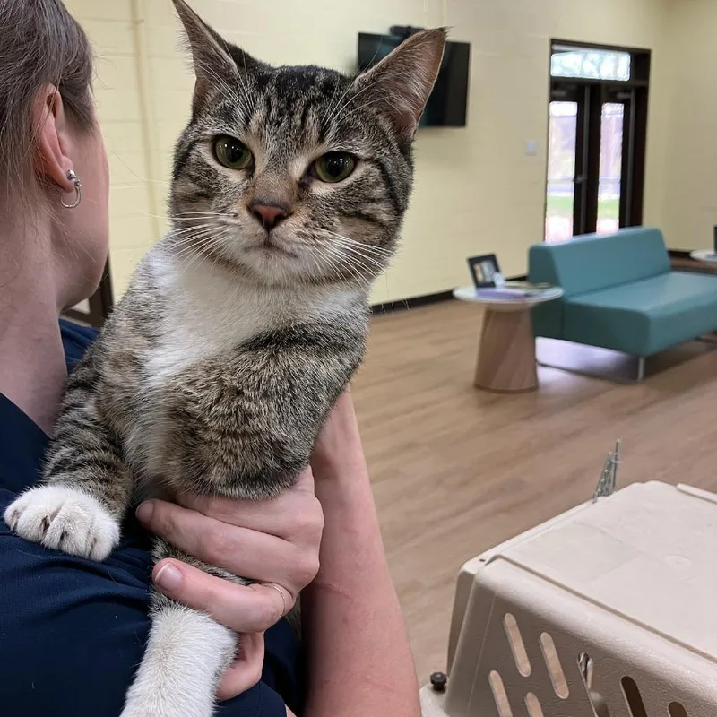 A young large-sized male Brown / Chocolate Domestic Short Hair cat named Hijinx for adoption in Lyndhurst, VA
