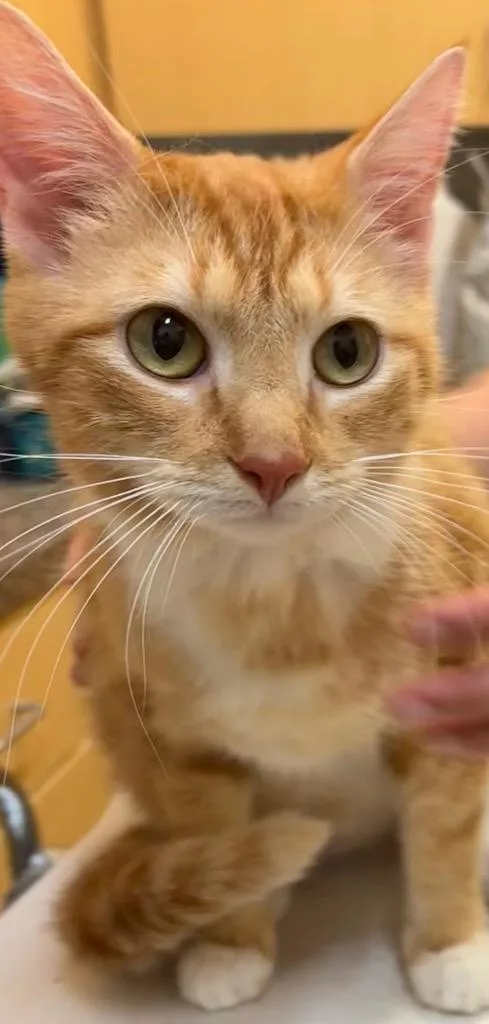 A baby small-sized female Domestic Short Hair cat named Bindi for adoption in Elizabethton, TN