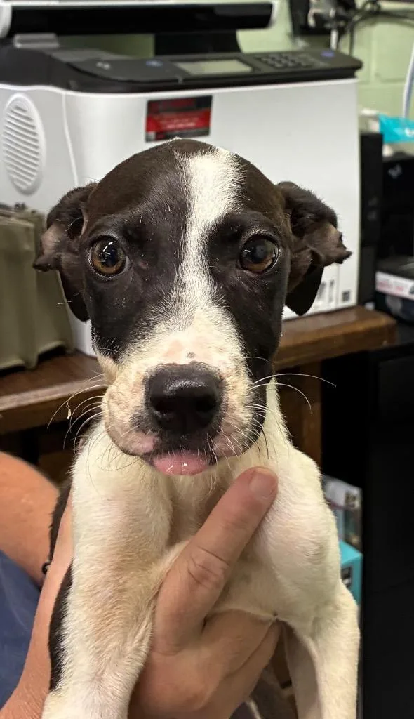 A baby medium-sized male Mixed Breed dog named Santa for adoption in Beebe, AR